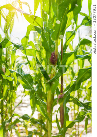 Green corn field Green corn field 38077911