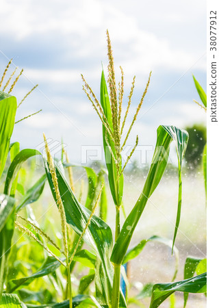 Green corn field Green corn field 38077912