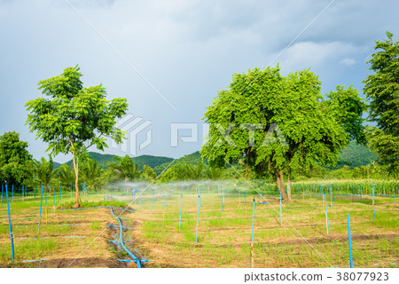 Water sprinkler in farm Water sprinkler in farm 38077923