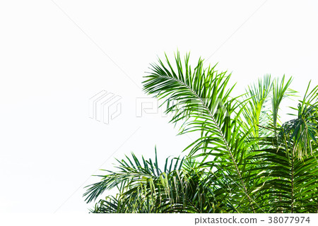 Palm leaf isolated on white Palm leaf isolated on white 38077974