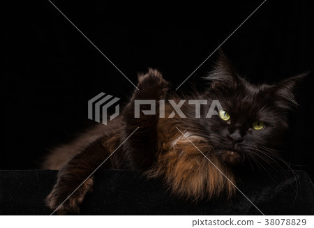 Studio Portrait of a beautiful Maine Coon Cat 38078829