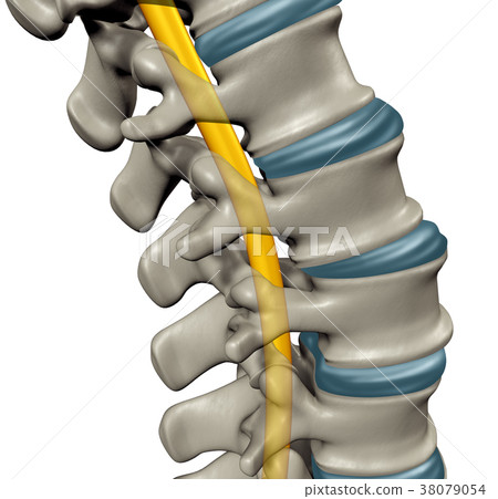 Spinal Cord 38079054