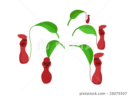 Red Nepenthes leaf isolated on white, vector art 38079307
