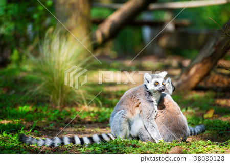 Two ring-tailed lemurs embraced together Two ring-tailed lemurs embraced together 38080128