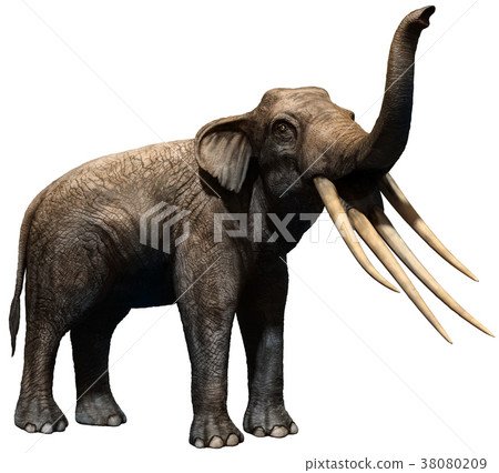 Stegotetrabelodon Stegotetrabelodon 38080209