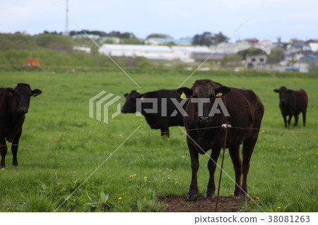 日本牛肉_神戶 日本牛肉_神戶 38081263