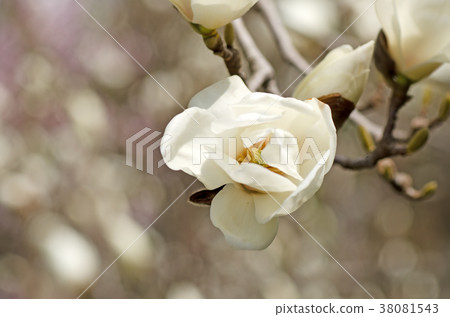 Ren Shiraki Hakumo Klen Hakumokuren 38081543