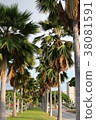 棕櫚樹路 38081591