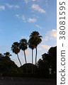 4棵棕櫚樹 38081595