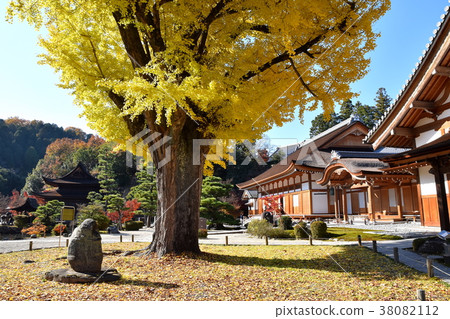 Nagoji寺的銀杏樹 38082112
