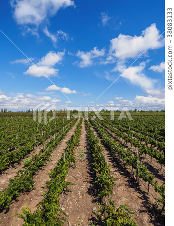Vineyard in Mendoza Province, Argentina Vineyard in Mendoza Province, Argentina 38083133