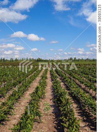 Vineyard in Mendoza Province, Argentina Vineyard in Mendoza Province, Argentina 38083135
