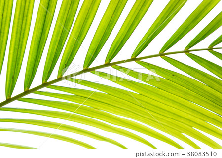 Palm leaf isolated on white 38083510
