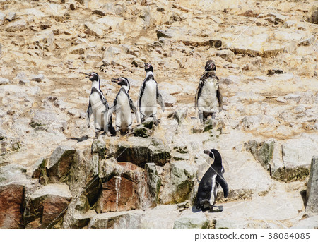 Humboldt penguins on Ballestas Islands in Peru 38084085