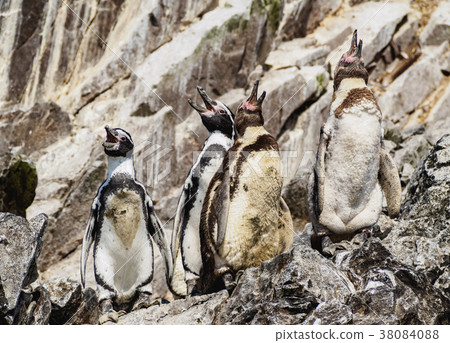 Humboldt penguins on Ballestas Islands in Peru 38084088