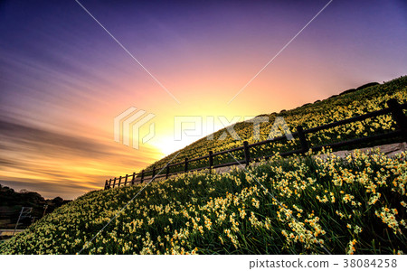 Narcissus hill and sunset Narcissus hill and sunset 38084258