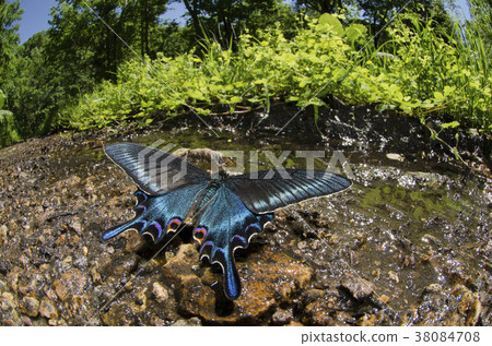 Miyamakaras Ageha Akaigawa Village 38084708