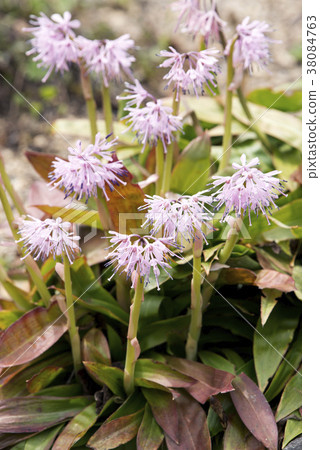 Shojo Bakama Yurigahara Park 38084763