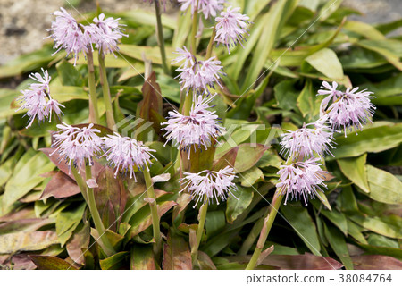 Shojo Bakama Yurigahara Park 38084764