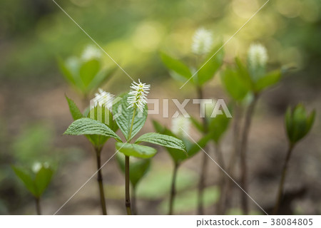 Hitori Shizuka Otaru Hitori Shizuka Otaru 38084805