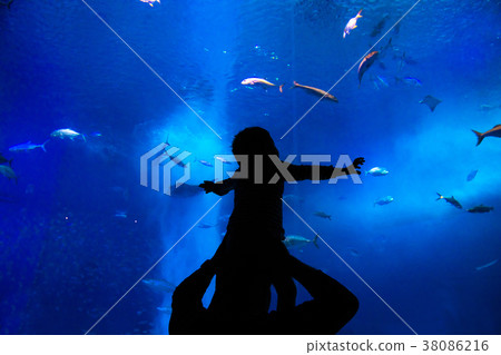 Churaumi Aquarium Children on the shoulder car 3 Churaumi Aquarium Children on the shoulder car 3 38086216
