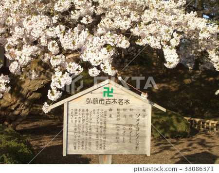 Hirosaki castle and cherry blossoms Hirosaki castle and cherry blossoms 38086371