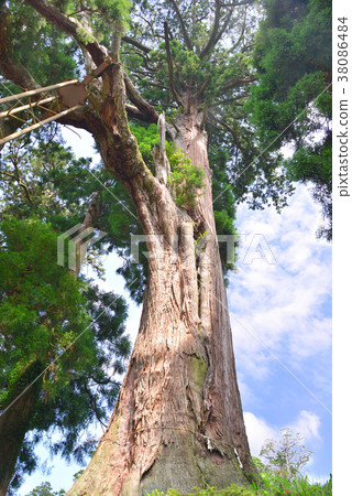 Large cedar-19433 of Murayama Asama Shrine Large cedar-19433 of Murayama Asama Shrine 38086484