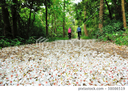 Tung flower, fall, country road, forest, flower, petal, flowering, plant, floating, special, person, biking Tung flower, fall, country road, forest, flower, petal, flowering, plant, floating, special, person, biking 38086519