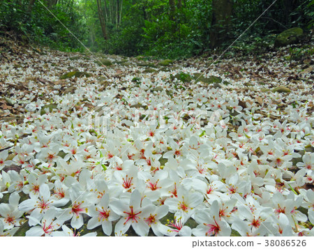 油桐花,落下,鄉間小路,森林,花,花瓣,開花,植物,飄,特別的 38086526