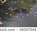 Carp in the pond 38087048