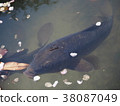 Carp in the pond 38087049