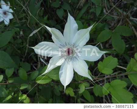 Kazaguruma花(2017年5月春天,岐阜縣伊那市) Kazaguruma花(2017年5月春天,岐阜縣伊那市) 38087115