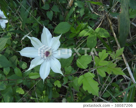 Kazaguruma Flower (May 2017 Spring, Ena City, Gifu Prefecture) 38087206