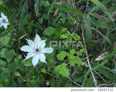 Kazaguruma Flower (May 2017 Spring, Ena City, Gifu Prefecture) 38087232