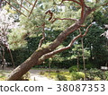 Pine tree 38087353