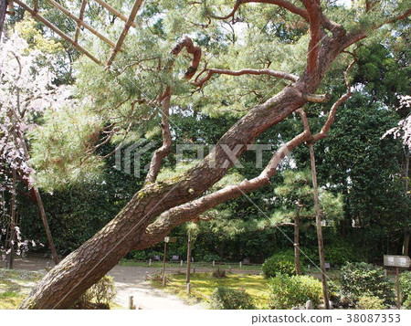 Pine tree Pine tree 38087353