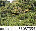 Pine tree 38087356