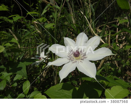 Kazaguruma Flower (May 2017 Spring, Ena City, Gifu Prefecture) 38087568