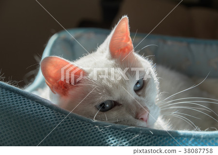 Staring cats staring cats 38087758