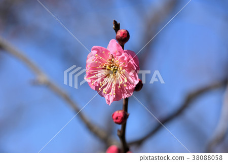 日本梅花 38088058