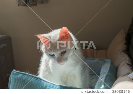 White cat White cat 38088146