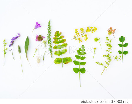 nature composition nature composition 38088522