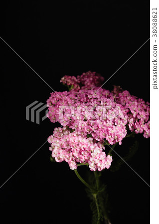 yarrow flower closeup yarrow flower closeup 38088621
