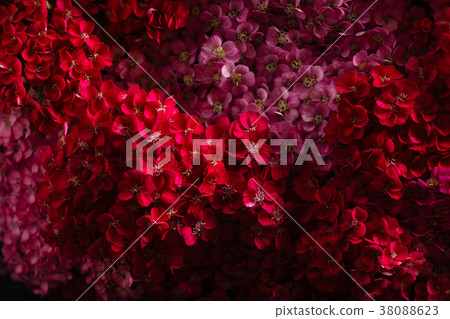 yarrow flower closeup 38088623