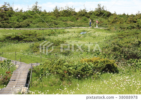 The marshland of Zao Ondanokami Garden in summer The marshland of Zao Ondanokami Garden in summer 38088978