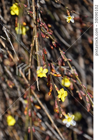 Yellow plum 38090102