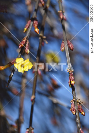 Yellow plum 38090106