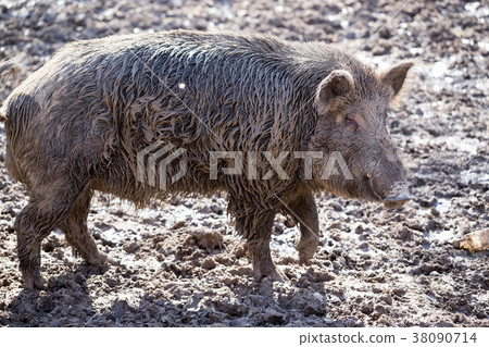 Big boar in the mud Big boar in the mud 38090714