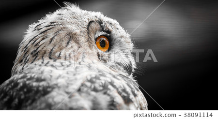 Portrait of an eagle owl at the zoo Portrait of an eagle owl at the zoo 38091114