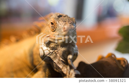 Portrait of an iguana in a zoo Portrait of an iguana in a zoo 38091321